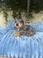 Joe Dapple AKC, a male Dachshund and Miniature Dachshund for sale in Phoenix, AZ – 8 of 10