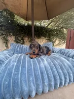 Mia Dapple AKC, a female Dachshund and Miniature Dachshund for sale in Phoenix, AZ – 5 of 8