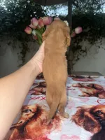Jim LH AKC, a male Dachshund and Miniature Dachshund for sale in Phoenix, AZ – 4 of 5