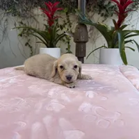 Mike LH AKC, a male Dachshund and Miniature Dachshund for sale in Phoenix, AZ – Photo 1 of 3