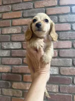 Mike LH AKC, a male Dachshund and Miniature Dachshund for sale in Phoenix, AZ – 3 of 7
