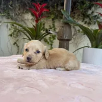 Mike LH AKC, a male Dachshund and Miniature Dachshund for sale in Phoenix, AZ – Photo 2 of 3