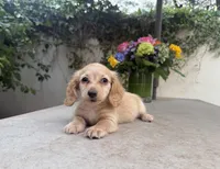 Mike LH AKC, a male Dachshund and Miniature Dachshund for sale in Phoenix, AZ – 2 of 7
