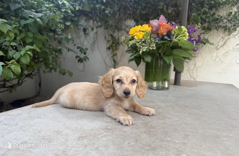 Mike LH AKC – Dachshund, Miniature Dachshund puppy for sale in Phoenix, AZ