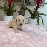 Missy LH AKC, a female Dachshund and Miniature Dachshund for sale in Phoenix, AZ – Photo 3 of 3