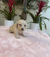 processed/2c98376f-3abf-495c-a2d5-588128dd9bfb/listing/6ac08fbb-36fc-4c2c-8089-fb8e34c7ef83/cf44f52f-3b83-4324-b488-aff5dd7f1280