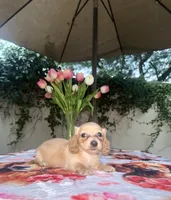 Mike LH AKC, a male Dachshund and Miniature Dachshund for sale in Phoenix, AZ – 3 of 4