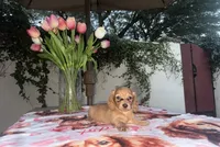 Jim LH AKC, a male Dachshund and Miniature Dachshund for sale in Phoenix, AZ – 2 of 5