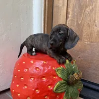 Amy Brindle AKC, a female Dachshund and Miniature Dachshund for sale in Phoenix, AZ – Photo 3 of 6