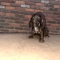 Amy Brindle AKC, a female Dachshund and Miniature Dachshund for sale in Phoenix, AZ – Photo 5 of 6