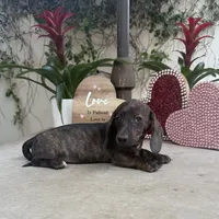 Amy Brindle AKC, a female Dachshund and Miniature Dachshund for sale in Phoenix, AZ – Photo 1 of 6