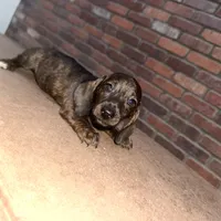 Amy Brindle AKC, a female Dachshund and Miniature Dachshund for sale in Phoenix, AZ – Photo 6 of 6