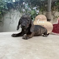Amy Brindle AKC, a female Dachshund and Miniature Dachshund for sale in Phoenix, AZ – Photo 2 of 6