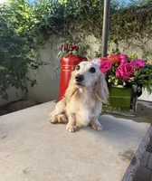 Betty LH Dapple AKC, a female Dachshund and Miniature Dachshund for sale in Phoenix, AZ – 4 of 4