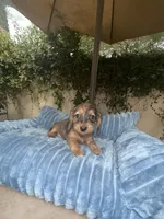 Ava Dapple AKC, a female Dachshund and Miniature Dachshund for sale in Phoenix, AZ – 7 of 10