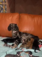 Betty LH Dapple AKC, a female Dachshund and Miniature Dachshund for sale in Phoenix, AZ – 3 of 4