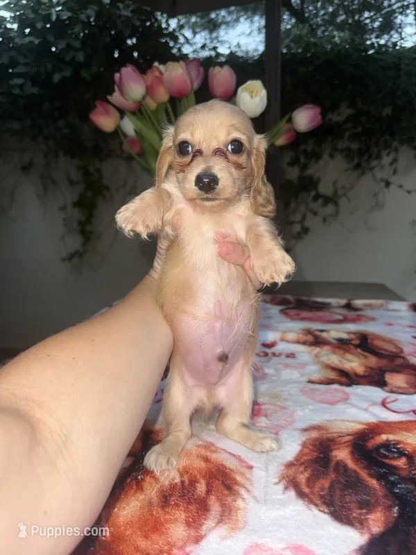 Mike LH AKC – Dachshund, Miniature Dachshund puppy for sale in Phoenix, AZ