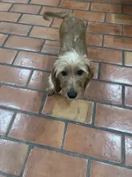 Joe Dapple AKC, a male Dachshund and Miniature Dachshund for sale in Phoenix, AZ – 10 of 10