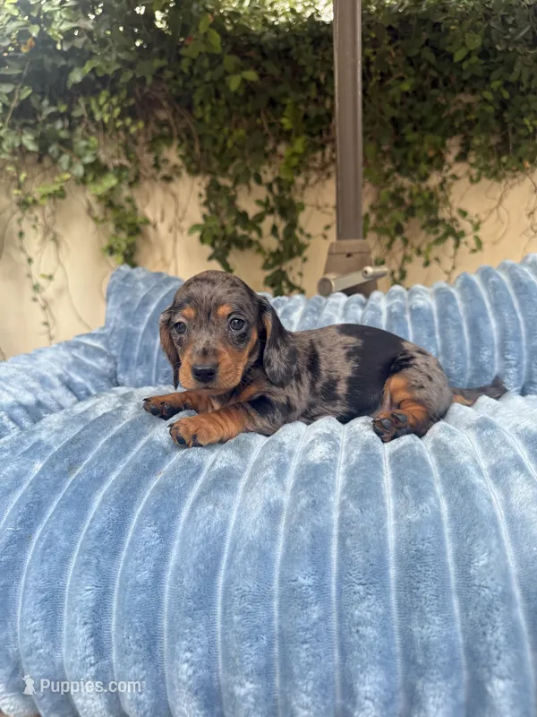 Mia Dapple AKC – Dachshund, Miniature Dachshund puppy for sale in Phoenix, AZ