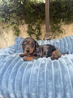 Mia Dapple AKC, a female Dachshund and Miniature Dachshund for sale in Phoenix, AZ – 1 of 8