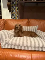 Missy LH AKC, a female Dachshund and Miniature Dachshund for sale in Phoenix, AZ – 7 of 8