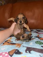 Dolly AKC , a female Dachshund and Miniature Dachshund for sale in Phoenix, AZ – 4 of 5