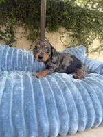 Mia Dapple AKC, a female Dachshund and Miniature Dachshund for sale in Phoenix, AZ – 6 of 8
