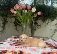 Missy LH AKC, a female Dachshund and Miniature Dachshund for sale in Phoenix, AZ – 2 of 6