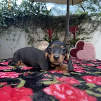 Judy AKC, a female Dachshund and Miniature Dachshund for sale in Phoenix, AZ – Photo 1 of 6