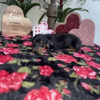 Judy AKC, a female Dachshund and Miniature Dachshund for sale in Phoenix, AZ – Photo 6 of 6