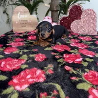 Judy AKC, a female Dachshund and Miniature Dachshund for sale in Phoenix, AZ – Photo 5 of 6