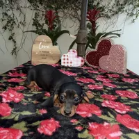 Judy AKC, a female Dachshund and Miniature Dachshund for sale in Phoenix, AZ – Photo 2 of 6