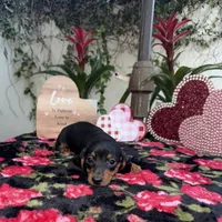 Judy AKC, a female Dachshund and Miniature Dachshund for sale in Phoenix, AZ – Photo 4 of 6