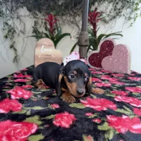 Judy AKC, a female Dachshund and Miniature Dachshund for sale in Phoenix, AZ – Photo 3 of 6