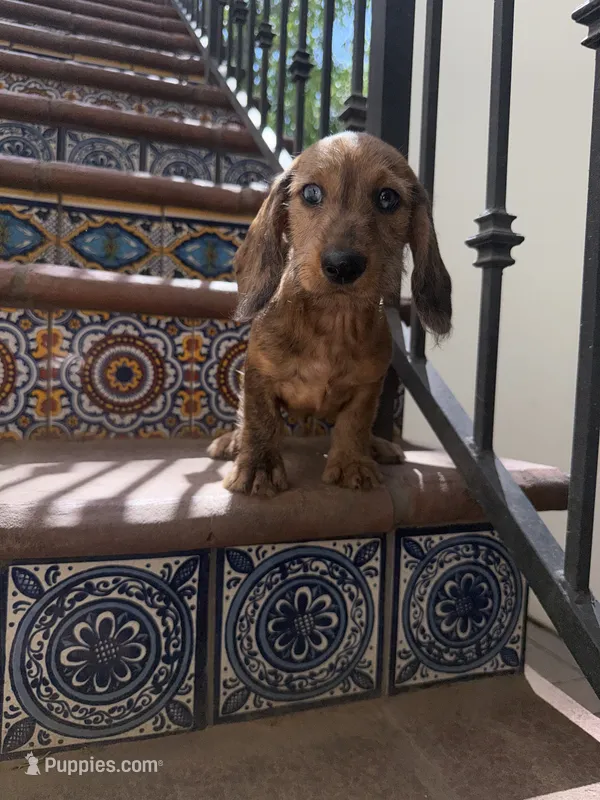 Bob Dapple AKC – Dachshund, Miniature Dachshund puppy for sale in Phoenix, AZ