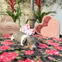 Betty Dapple AKC, a female Dachshund and Miniature Dachshund for sale in Phoenix, AZ – Photo 4 of 7