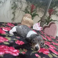 Betty Dapple AKC, a female Dachshund and Miniature Dachshund for sale in Phoenix, AZ – Photo 1 of 7