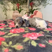 Betty Dapple AKC, a female Dachshund and Miniature Dachshund for sale in Phoenix, AZ – Photo 5 of 7