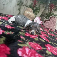 Betty Dapple AKC, a female Dachshund and Miniature Dachshund for sale in Phoenix, AZ – Photo 2 of 7