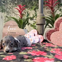 Betty Dapple AKC, a female Dachshund and Miniature Dachshund for sale in Phoenix, AZ – Photo 3 of 7