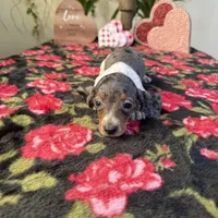 Betty Dapple AKC, a female Dachshund and Miniature Dachshund for sale in Phoenix, AZ – Photo 6 of 7