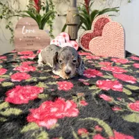Betty Dapple AKC, a female Dachshund and Miniature Dachshund for sale in Phoenix, AZ – Photo 7 of 7