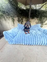 Dolly AKC , a female Dachshund and Miniature Dachshund for sale in Phoenix, AZ – 6 of 10