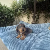 Joe Dapple AKC, a male Dachshund and Miniature Dachshund for sale in Phoenix, AZ – 7 of 10