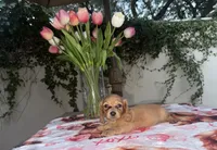 Jim LH AKC, a male Dachshund and Miniature Dachshund for sale in Phoenix, AZ – 3 of 5