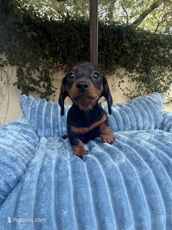 Dolly AKC  – Dachshund, Miniature Dachshund puppy for sale in Phoenix, AZ