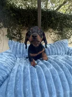 Dolly AKC , a female Dachshund and Miniature Dachshund for sale in Phoenix, AZ – 1 of 10