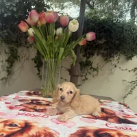 Missy LH AKC, a female Dachshund and Miniature Dachshund for sale in Phoenix, AZ – 5 of 6