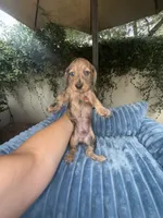 Bob Dapple AKC, a male Dachshund and Miniature Dachshund for sale in Phoenix, AZ – 2 of 8