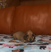Dolly AKC , a female Dachshund and Miniature Dachshund for sale in Phoenix, AZ – 3 of 5